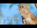 Singing nightingale. Amazing bird song.