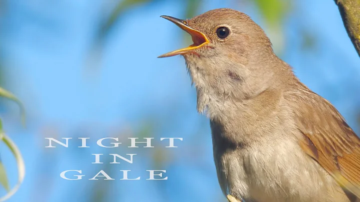 Bird sounds. Singing nightingale. Amazing bird song