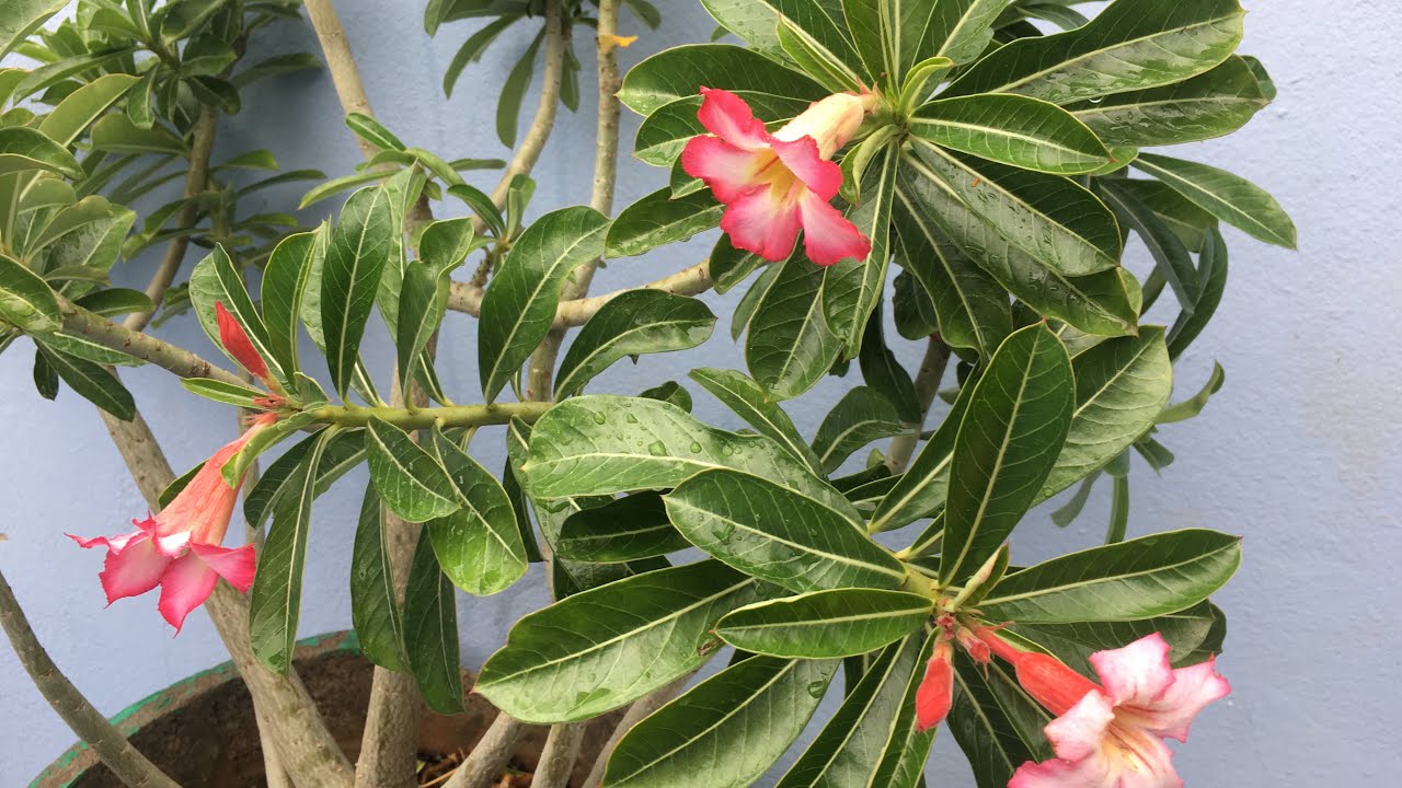 Adenium easy to grow and care#tips#care#grow 