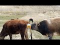 New bull and cow romance | Village Animals|