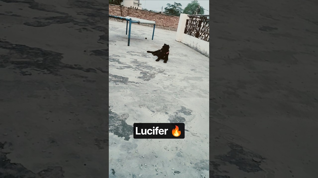Lucifer playing with me 😂 #trending #happysardarewala #funny #cancorso