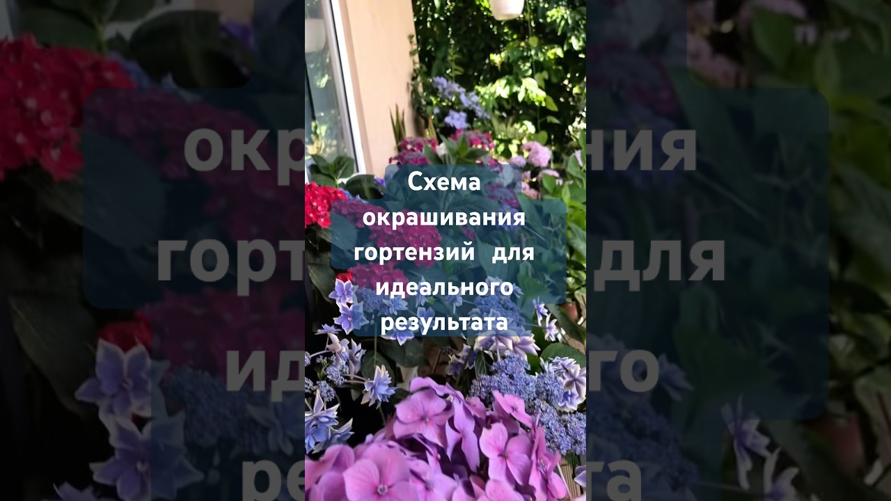 Схема окрашивания горетнзий для идеального результата 