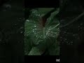 how nature feels in🌧️🌧️ .... subacribe for more✨ఴఴ