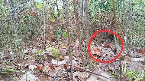 cuab qaib qus tuaj zoo heev, bẫy gà rừng 06/01/2021