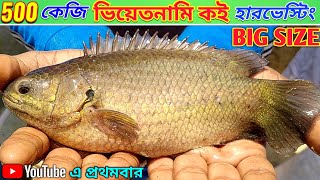 বায়োফ্লক এ 500 কেজি বিগ সাইজ ভিয়েতনামী কই হারভেস্টিং|Biofloc Fish Farming|The Roshik Bangali|Ep.12