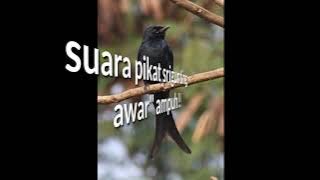 suara pikat srigunting atau awar-awar ampuh auto nyambar !!!