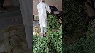 Barsin cutting machine.....#ytshorts #automobile #rupesh #technology #trending #farmer #machine