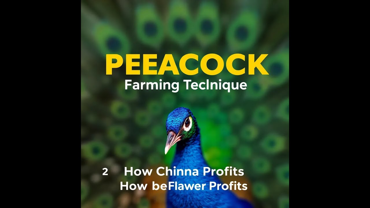 Peacock Farming: A Stunningly Profitable Business in China- 