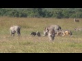 Black-backed jackals hunting warthog piglets