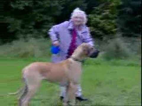 granny-walks-great-dane-dog