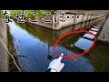 外来種だらけの用水路の合流地点でまさかの巨大在来魚捕獲したんだけど…