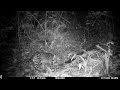 Ocelots captured on a camera trap in Drake Bay, Costa Rica - December 21 and December 26