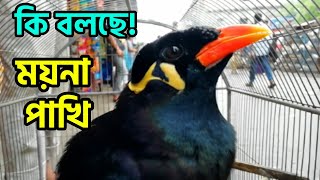 OMG moyna talking bangla | moina pakhi kotha bole | মিষ্টি ময়না কথা বলে | কথা বলা পাখি screenshot 4