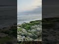 Algae Oxygen Panels 🌿 | Future of Clean Air | #EcoVibeIndia #greentech#viral#shorts
