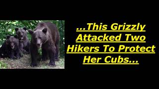 Scary Bear Attacks Two Hikers Mauled By Grizzly Bear On Cracker Lake Trail In Glacier National Park