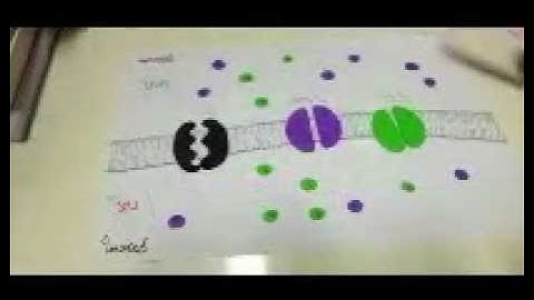 action potential in Plain English