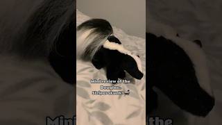 Famous Douglas Striper Skunk 🦨 || I feel like other Douglas plush are so underrated :( #essa #douglas Profile