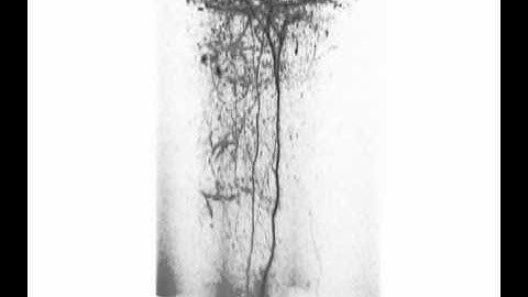 UCLA 2-Photon Microscopy - Layer 5 Pyramidal Neuron (3D)