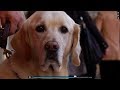 Trailer a friend in sight guide dog documentary