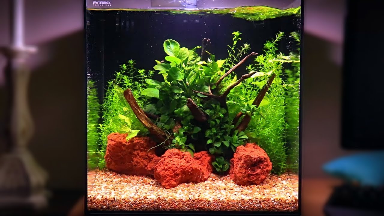 WaterBox Cube 10 Aquascape Setup - YouTube