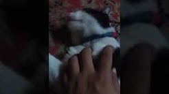 Ded cat