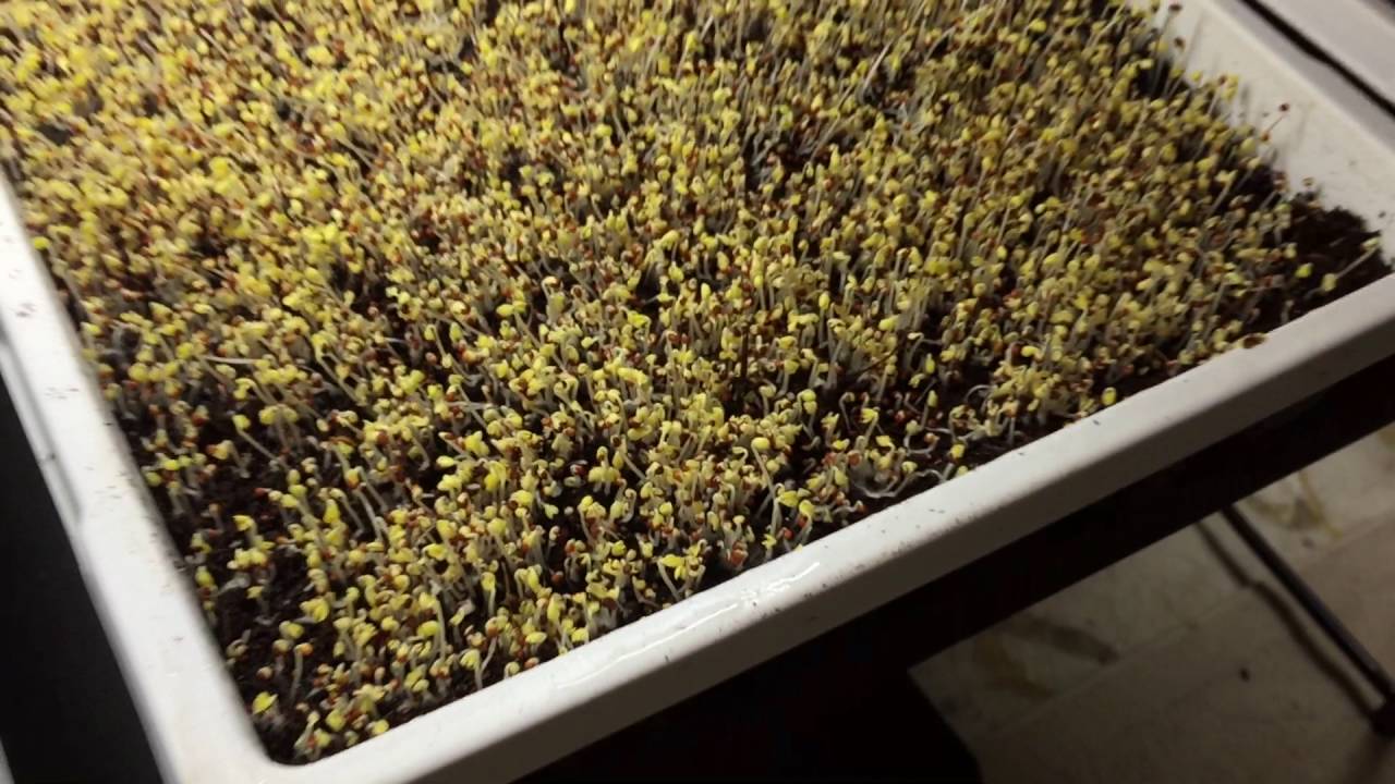 microgreens-explained-youtube