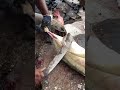 Fine Chopping of Trevally Fish in Kasimedu Fish Market