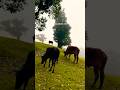 #cows #nature #grazingcows #chasingcows #shorts #ytshorts