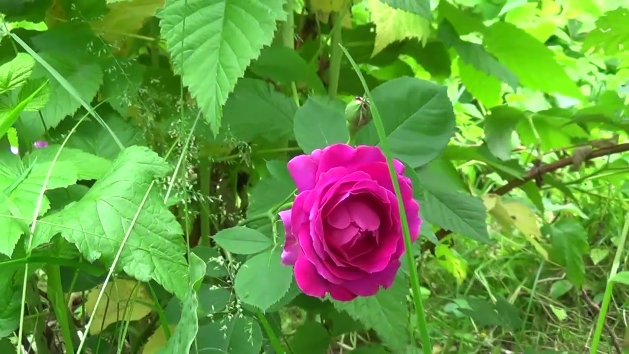 От розового до пурпурно фиолетового. Розы 2025