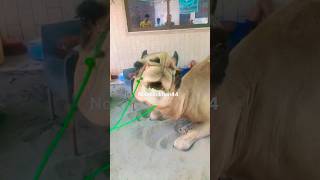 camell MASHALLAH #bird #trending #shortvideo #viral #parrotgreen #2023 #animal #cow #camel #shortvid