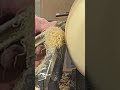 The Shear-Scrape