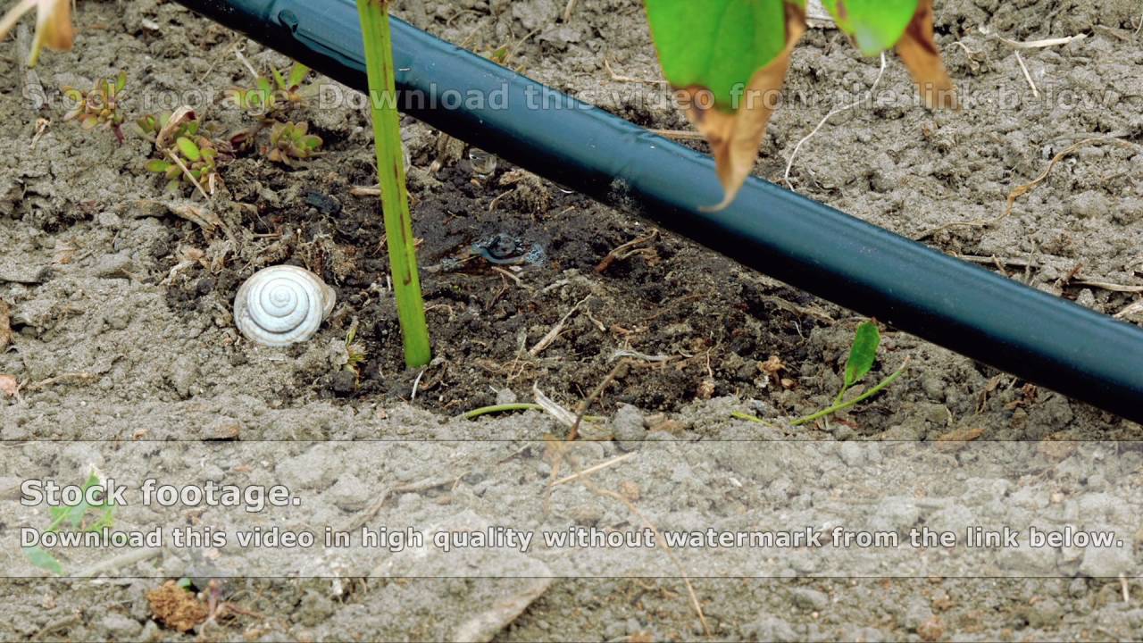 Trickle drip drop water irrigation timelapse YouTube