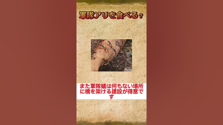 【意外すぎ？】軍隊アリにも敵がいた？！熱帯雨林の覇者軍隊アリを食べる生物とは