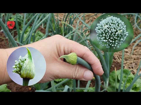 Video: Laistīšanas sīpoli pēc ziedēšanas: vai laistīt snaudošos sīpolus
