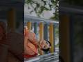 Candid wedding teaser |  Tamil wedding | Hindu wedding