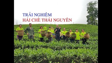 Quy trình hái chè Thái Nguyên