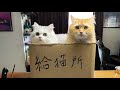晩御飯を作ってくれる妻の為に猫らに特別任務を授けた話