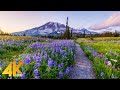 Incredible Wildflowers of Mount Rainier - 4K Virtual Hike - Reflection Lakes Trail on a Sunny Day