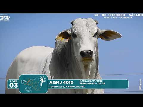 LOTE 03   AQMJ 4010