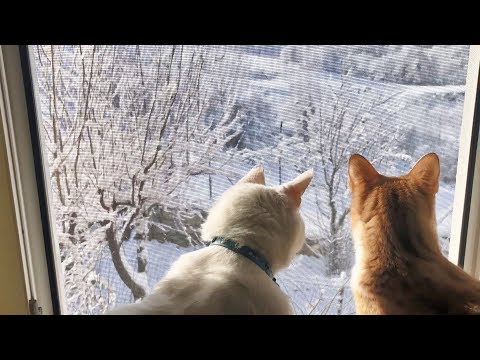 two-cats.-one-window.-four-seasons.