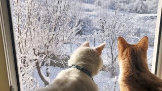 Two Cats. One Window. Four Seasons.