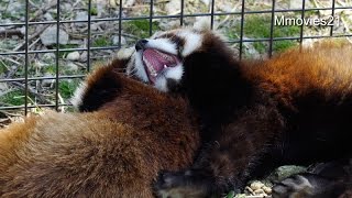 Red Pandas nap　母の傍で寝るレッサーパンダ ホクト