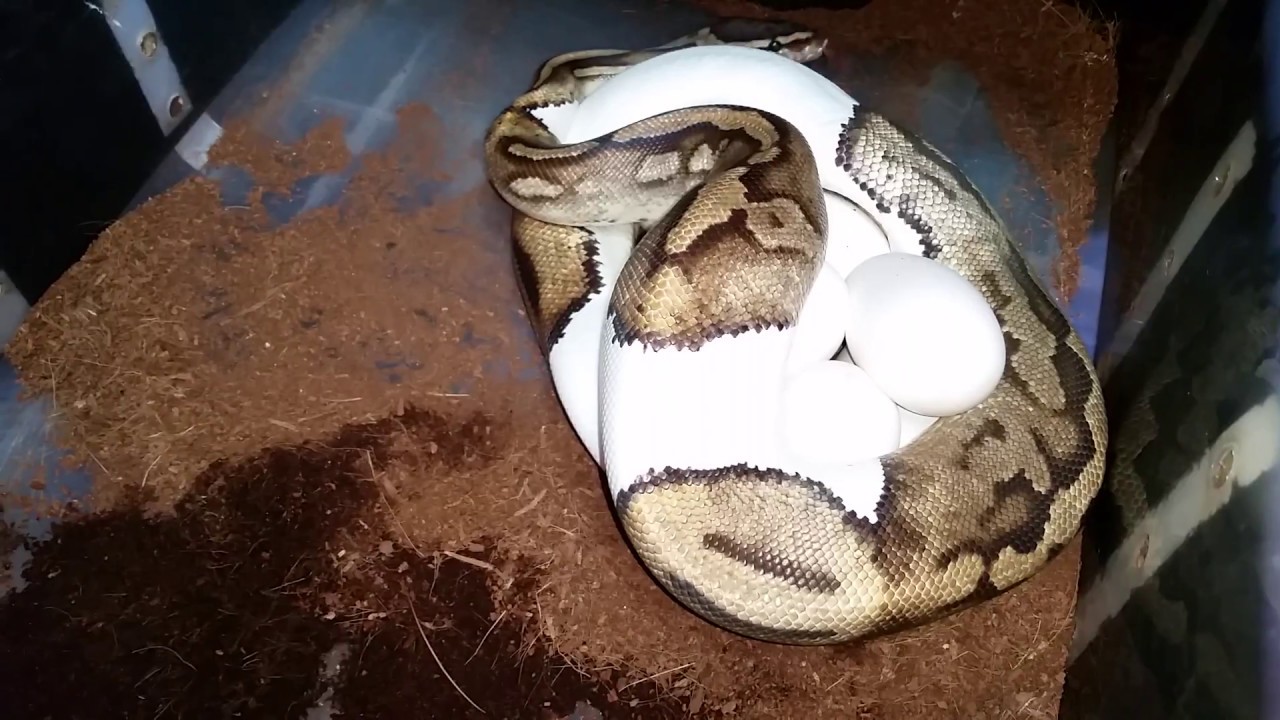 breeding season for corn snakes Clutch #3