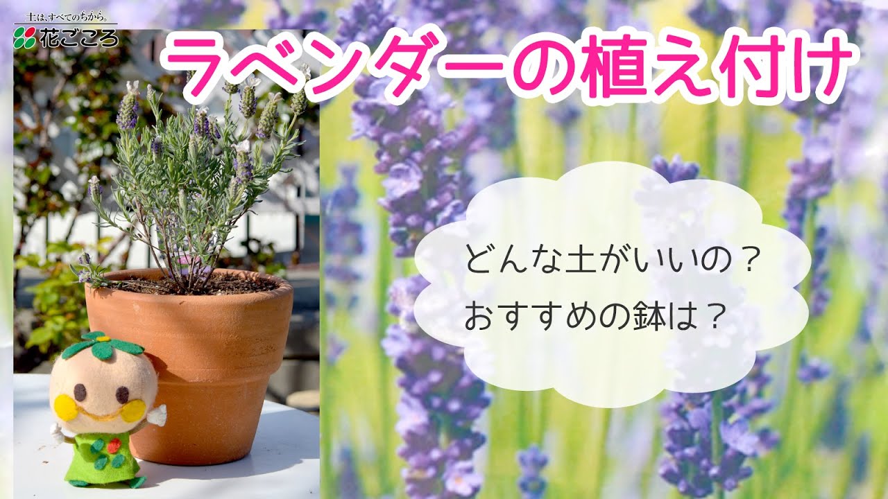 ラベンダーの植え付け Youtube