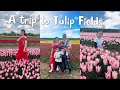 7 hours of travelling just to see a TULIP FIELDS! #adayinmylife #uknepali