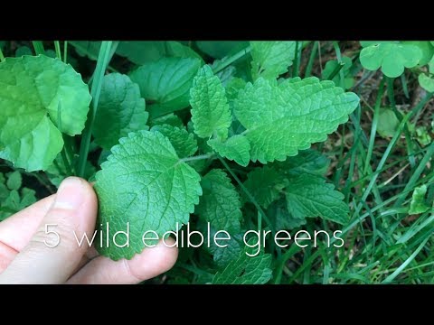 5 wild edible greens