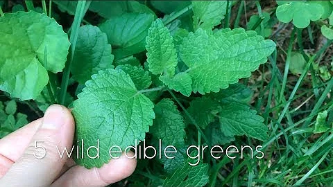 Come si prepara la tisana di Artemisia annua?