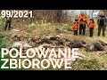 SUDECKA OSTOJA 99/2021 Polowanie Zbiorowe. Driven Hunt in Poland. chasse en Battue de sanglier