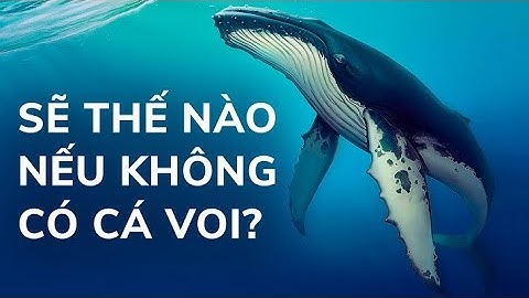 Điều gì xảy ra nếu không có cá voi trên trái đất
