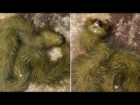 Creepy Alien Snake Creature Found in Thailand???